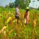 Bhabinkamtimas Desa Medalem Polsek Senori Polres Tuban Monitoring Tanaman Jagung Warga Binaan Guna Mendukung Program Ketahanan Pangan