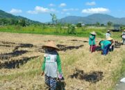Polres Lombok Barat Kawal Penanaman Jagung di Gerung