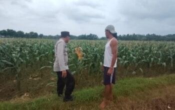 Polsek Plumpang Polres Tuban Turun Langsung Cek Tanaman Jagung Warga