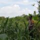 Bhabinkamtibmas Polsek Kenduruan Polres Tuban Cek Lahan Jagung Warga, Dukung Ketahanan Pangan Astacita Presiden