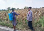 Polsek Plumpang Polres Tuban Turun Langsung Cek Tanaman Jagung Warga