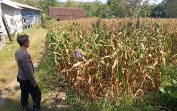 Polri Dukung Astacita, Bhabinkamtibmas Desa Cengkong Polsek Parengan Polres Tuban cek lokasi Tanaman Jagung milik warga di Desa Cengkong Kec. Parengan Kab. Tuban