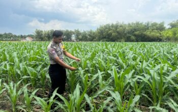 Mendukung Asta Cita Presiden di Bidang Pangan Bhabinkamtimas Desa Jatisari Polsek Senori Polres Tuban Monitoring Tanaman Jagung Warga Desa Binaan
