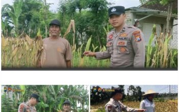 Polsek Soko polres Tuban Polda Jawa Timur Bergerak! Dukung Penuh Swasembada Pangan Presiden Prabowo Melalui Pendampingan Petani