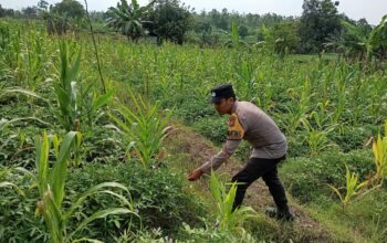 Polisi Polres Tuban Dukung Astacita Presiden, Bhabinkamtibmas Polsek Kenduruan Cek Langsung Tanaman Jagung Warga