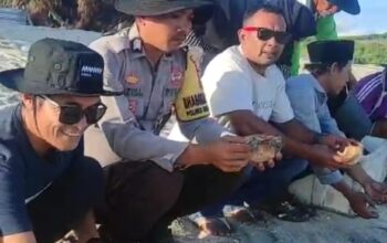 Jaga Kelestarian Ekosistem Laut, Bhabinkamtibmas Ikut Pelepasan Tukik di Pantai Mawil