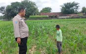 Polsek Plumpang Polres Tuban Turun Langsung Cek Tanaman Jagung Warga