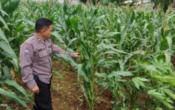 Polri Dukung Astacita, Polsek Merakurak Polres Tuban Turun Cek Tanaman Jagung Warga di Desa Tuwiri Wetan
