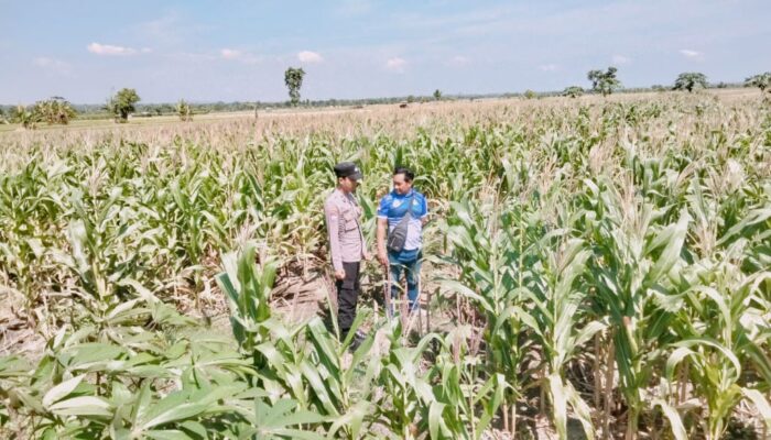 Polsek Tambakboyo Polres Tuban Turun Cek Tanaman jagung Warga di Desa Plajan