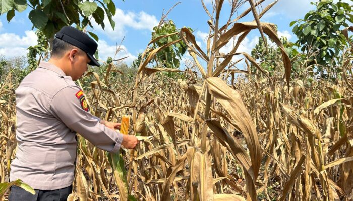 Polsek Montong Polres Tuban Turun Cek Tanaman jagung Warga di Desa Talun