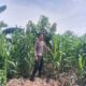 Polsek Singgahan Polres Tuban Turun Cek Tanaman jagung Warga di Desa Tingkis