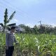 Dalam rangka Dukung Program Astacita, Bhabinkamtibmas Desa Sembung Polsek Parengan Polres Tuban sambang lokasi Tanaman Jagung di Desa Sembung Kec. Parengan Kab. Tuban