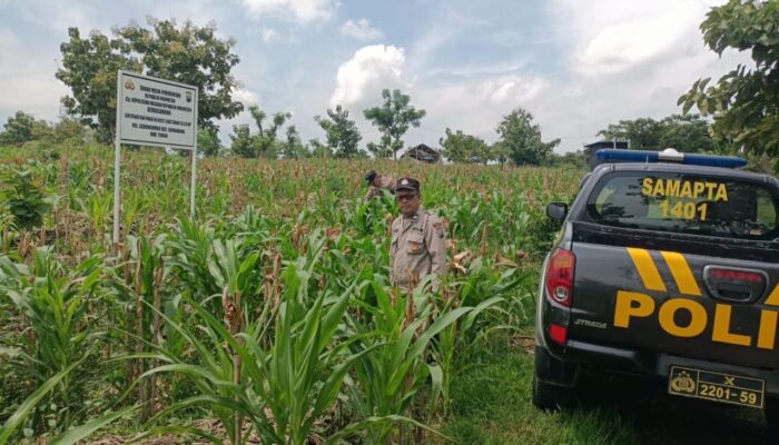 Polri Dukung Astacita, Polsek Semanding Polres Tuban Turun Cek Tanaman jagung milik Warga di Desa Semanding