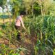 Polri Dukung Astacita, Polsek Merakurak Polres Tuban Turun Cek Tanaman Jagung Warga di Desa Tobo