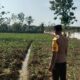 Polsek Singgahan Polres Tuban Turun Cek Tanaman jagung Warga di Desa Tingkis