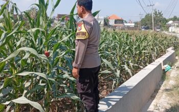 Polri Dukung Astacita, Polsek Rengel Polres Tuban Turun Cek Tanaman Jagung Warga di Desa Punggulrejo