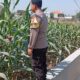Polri Dukung Astacita, Polsek Rengel Polres Tuban Turun Cek Tanaman Jagung Warga di Desa Punggulrejo