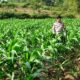 Polri Dukung Astacita, Polsek Grabagan Polres Tuban Turun Cek Tanaman jagung milik Warga di Desa Grabagan