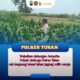 Polsek Jatirogo Turun ke Ladang Jagung Desa Besowo, Wujudkan Dukungan Astacita Swasembada Pangan