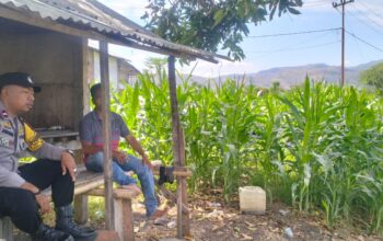 Dukung Ketahanan Pangan Nasional, Bhabinkamtibmas Polsek Manggelewa Pantau Lahan Jagung dan Edukasi Petani Manfaatkan Pekarangan