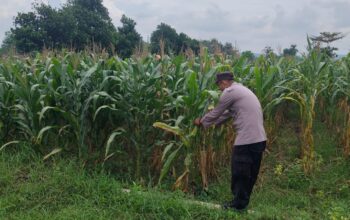 Polri mendukung Program ASTACITA, Petugas Polmas Polsek Parengan Polres Tuban sambang lokasi tanaman jagung di Desa Sukorejo Kec. Parengan