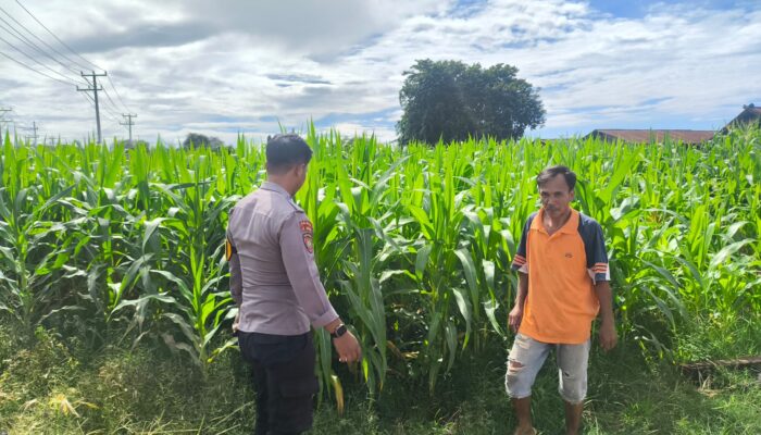 Dorong Ketahanan Pangan, Bhabinkamtibmas Desa Suka Mulya Motivasi Petani Kacang Hijau