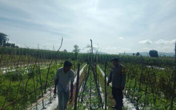 Bhabinkamtibmas Polsek Manggelewa Dorong Pemanfaatan Pekarangan Produktif, Wujud Dukungan Polri terhadap Program Ketahanan Pangan