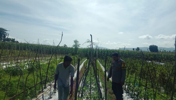 Bhabinkamtibmas Polsek Manggelewa Dorong Pemanfaatan Pekarangan Produktif, Wujud Dukungan Polri terhadap Program Ketahanan Pangan