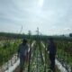 Bhabinkamtibmas Polsek Manggelewa Dorong Pemanfaatan Pekarangan Produktif, Wujud Dukungan Polri terhadap Program Ketahanan Pangan