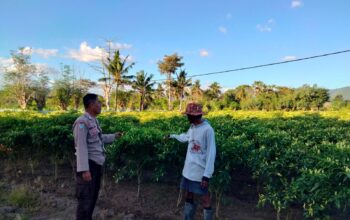 Bhabinkamtibmas Polsek Hu’u Sambangi Petani Cabai di Cempi Jaya, Berikan Edukasi Perawatan Tanaman untuk Dukung Ketahanan Pangan