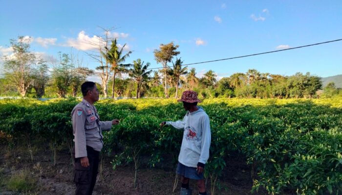 Bhabinkamtibmas Polsek Hu’u Sambangi Petani Cabai di Cempi Jaya, Berikan Edukasi Perawatan Tanaman untuk Dukung Ketahanan Pangan