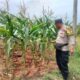 Polri Dukung Astacita, Polsek Palang Polres Tuban jagung milik Warga di Desa Tasikmadu