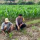 Polri Dukung Astacita, Polsek Grabagan Polres Tuban Turun Cek Tanaman jagung milik Warga di Desa Grabagan