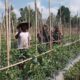 Babinsa Koramil 1606/Lingsar Kawal Ketahanan Pangan Desa, Hasil Tomat Diproyeksikan Dukung Dapur MBG dan KDKMP