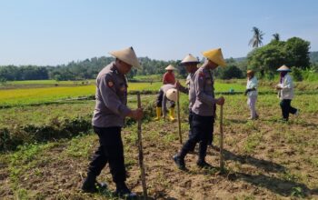 Perkuat Ketahanan Pangan, Brigpol Dian Wahono Bersama Warga Ngujuran Tanam Jagung Bersama