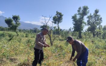 Dukung Swasembada Pangan Bhabinkamtibmas Desa Perigi Monitoring Panen Kacang Panjang