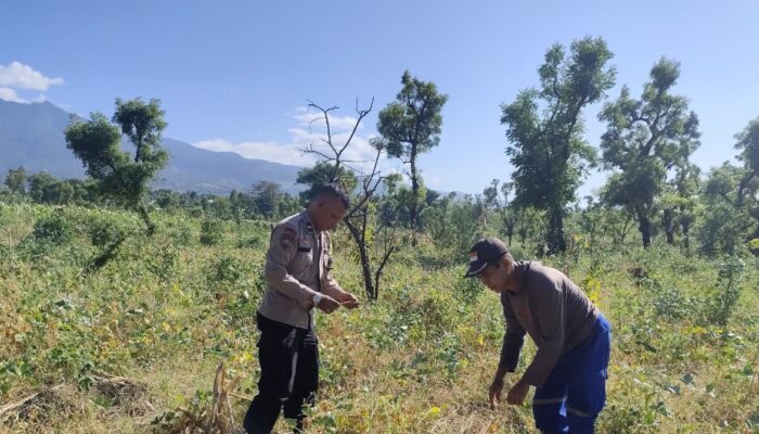 Dukung Swasembada Pangan Bhabinkamtibmas Desa Perigi Monitoring Panen Kacang Panjang