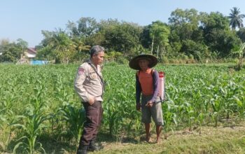 Bhabinkamtibmas Polsek Batulayar Edukasi Warga Tato Barat Soal Pangan Mandiri