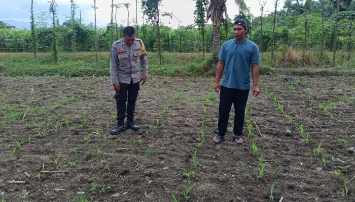 Polsek Kuripan Dampingi Petani Jagaraga Dorong Ketahanan Pangan