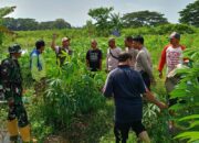 Bhabinkamtibmas Batulayar Ajak Warga Manfaatkan Lahan Kosong