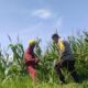 Polsek Labuapi Dorong Ketahanan Pangan Desa Kuranji Dalang
