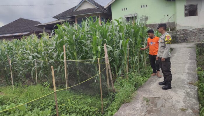 Bhabinkamtibmas Desa Paokmotong Monitoring Program Ketahanan Pangan, Dukung Swasembada Pangan Pemerintah