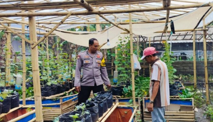 Bhabinkamtibmas Polsek Labuapi Dampingi Petani Sayur di Bajur