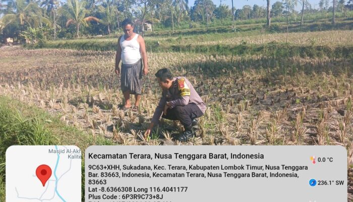 Bhabinkamtibmas Desa Kalianyar Jalin Silaturahmi dengan Ketua Kelompok Tani Suka Karya II dan Cek Perkembangan Tanaman Jagung Warga