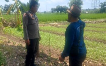 Bhabinkamtibmas Telagawaru Kawal Ketahanan Pangan Nasional di Sawah
