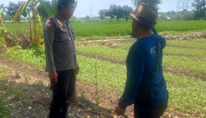 Bhabinkamtibmas Telagawaru Kawal Ketahanan Pangan Nasional di Sawah