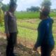 Bhabinkamtibmas Telagawaru Kawal Ketahanan Pangan Nasional di Sawah