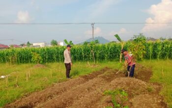 Dukung Ketahanan Pangan, Polsek Labuapi Turun Langsung Dampingi Petani di Lombok Barat