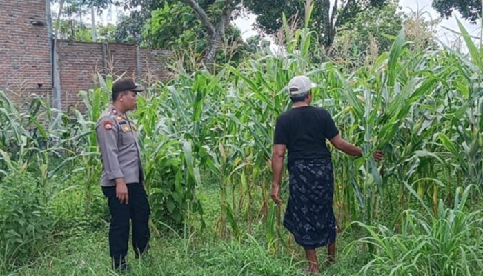 Bhabinkamtibmas Karang Bongkot Kawal Ketahanan Pangan Nasional