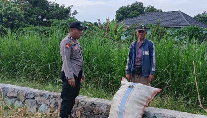 Aksi Nyata Polsek Labuapi Kawal Kedaulatan Pangan, Borong Semangat Petani di Sawah